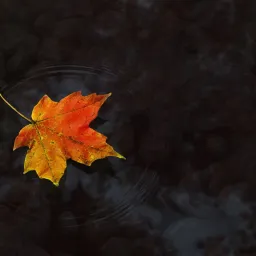 Avatar người đánh giá